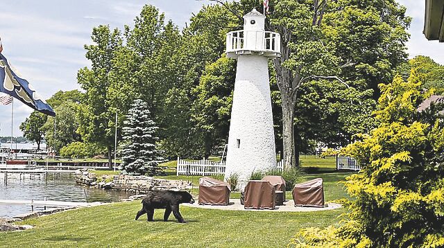 Conneaut Lake bear